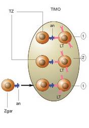 1. Irudia: Inmunotolerantzia hartzea. LT) T-linfozitoak heldutasuna iritsi bitartean; 1) antigenoarekin elkartzen da, deuseztu egiten dute; 2) ez da antigenoarekin elkartzen, hautatu egiten dute, bigarren mailako linfa organoetara igaroko da; TZ) timo zelula; Zgar) zelula garraiatzailea; an) antigenoa.<br><br>